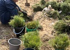 Волонтеры ЦДУМ России приняли участие в «зеленой волне»